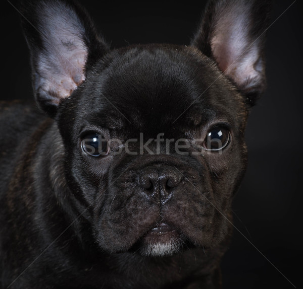 Français bulldog chiot portrait noir [[stock_photo]] © willeecole