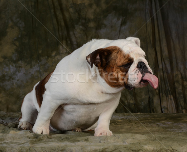 dog sticking tongue out Stock photo © willeecole