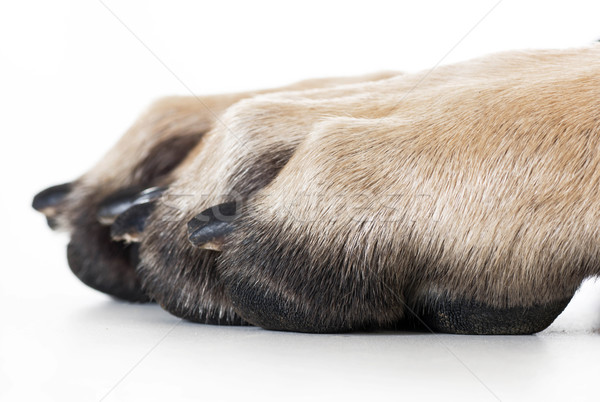 dog paw Stock photo © willeecole