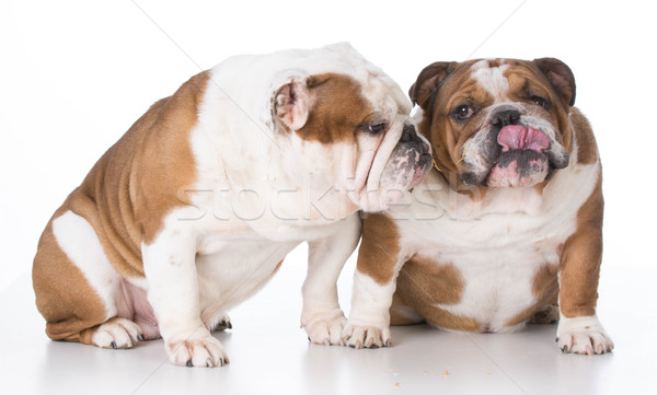 Deux chiens père blanche animaux studio [[stock_photo]] © willeecole