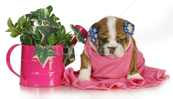 Zdjęcia stock: Wiosną · szczeniak · kobiet · angielski · bulldog · posiedzenia