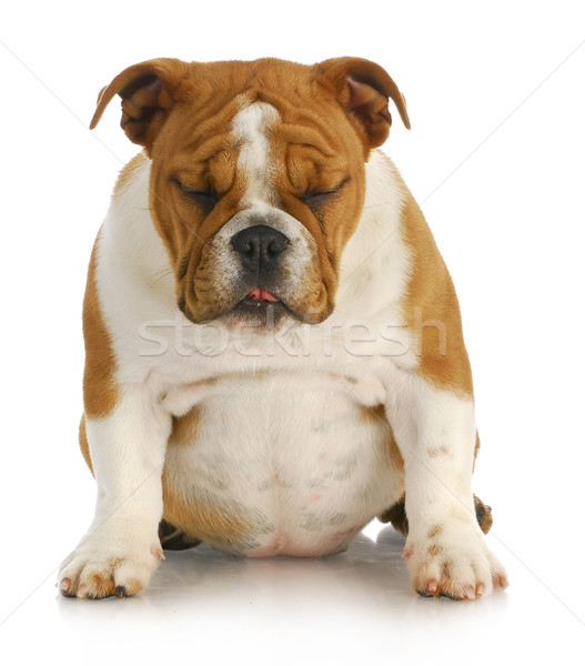 Sad Puppy Stock Photo C Willeecole Stockfresh