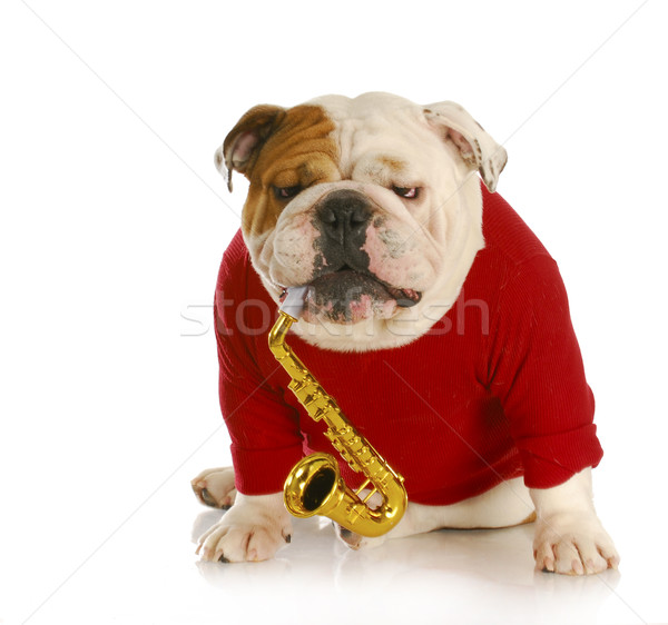 dog playing musical instrument Stock photo © willeecole