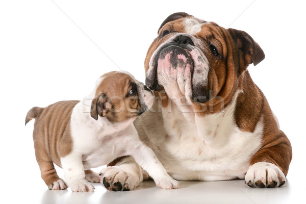 Yetişkin köpek köpek yavrusu İngilizce yüz portre Stok fotoğraf © willeecole