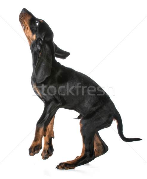 dog jumping Stock photo © willeecole