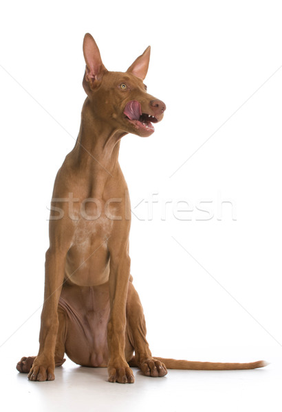 pharaoh hound puppy Stock photo © willeecole