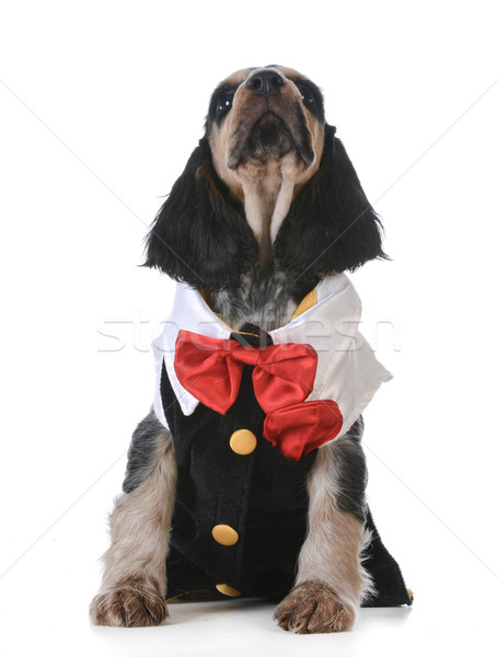 Cute chiot anglais blanche [[stock_photo]] © willeecole