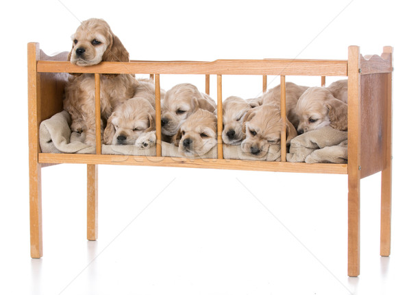 Stock photo: litter of puppies