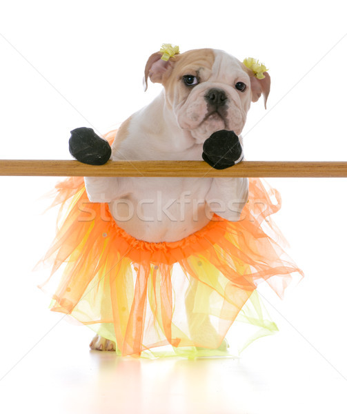 ballet dancing dog Stock photo © willeecole