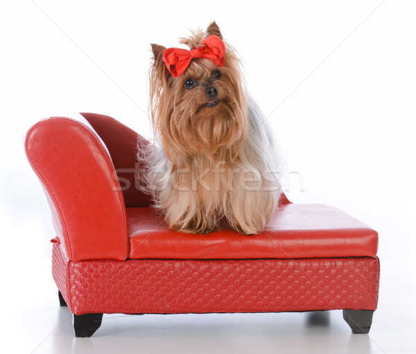 Stockfoto: Yorkshire · terriër · hond · bed · vergadering · Rood