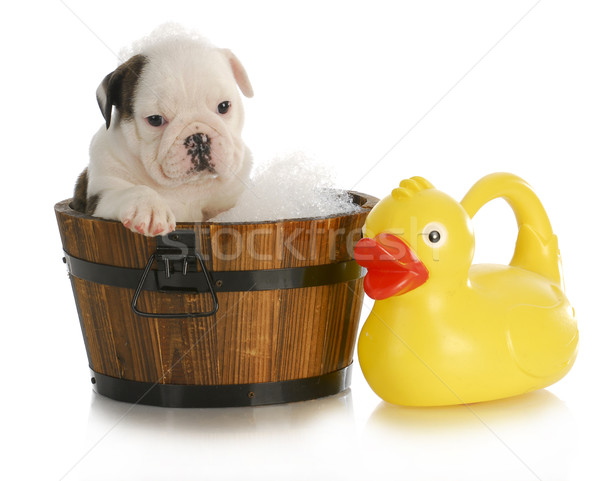 dog bath Stock photo © willeecole