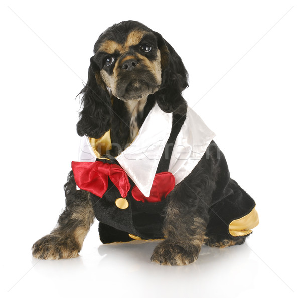 formal puppy Stock photo © willeecole