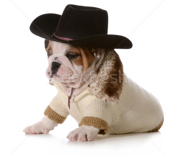 country dog Stock photo © willeecole