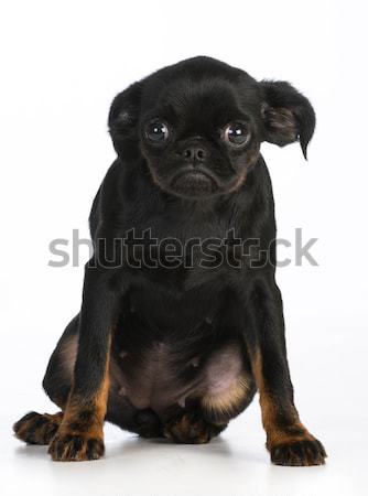 Preocupado cachorro Bruselas negro funny solo Foto stock © willeecole