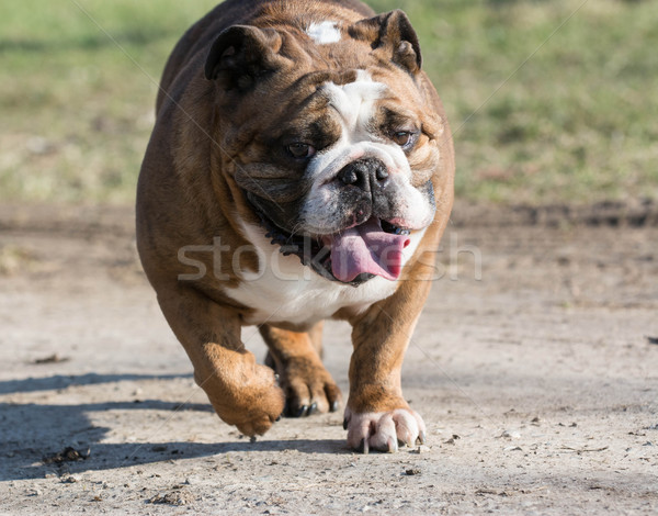 Anglais bulldog déplacement six ans Homme sport Photo stock © willeecole