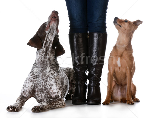 Gemischte Rasse vs Frau stehen Hund Stock foto © willeecole