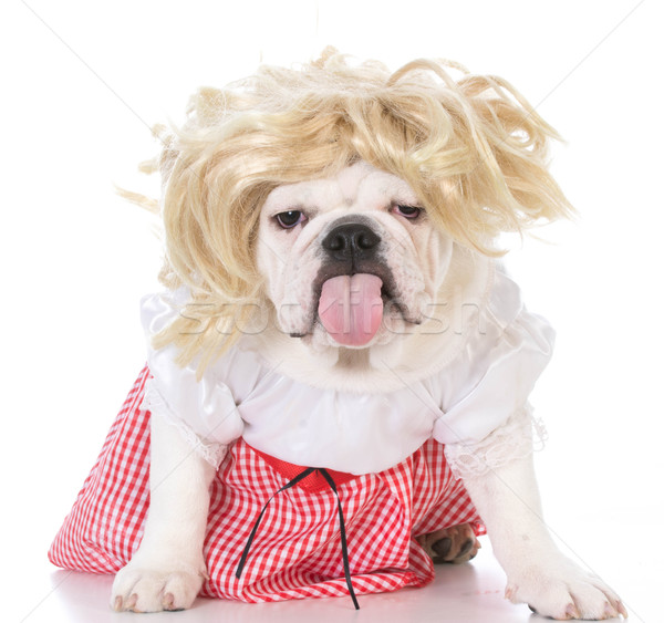 female bulldog Stock photo © willeecole