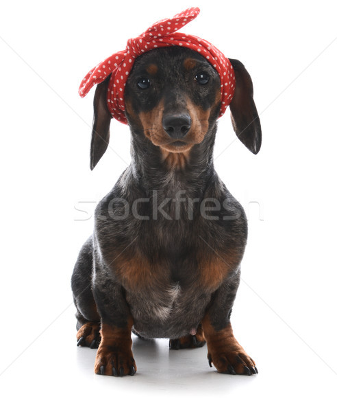 Foto stock: Femenino · miniatura · dachshund · rojo · mirando