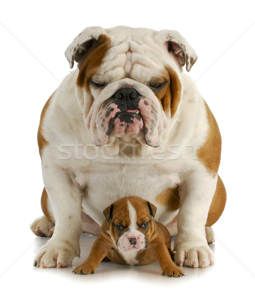 bulldog father and son Stock photo © willeecole