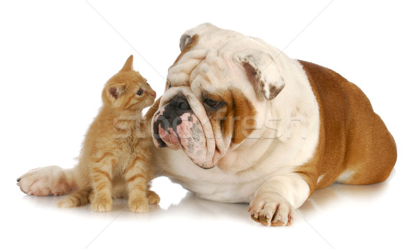 Stockfoto: Hond · kat · kitten · Engels · bulldog · neus