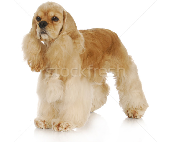 cocker spaniel Stock photo © willeecole