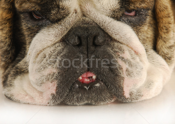 Urât câine amuzant uita trist engleză Imagine de stoc © willeecole