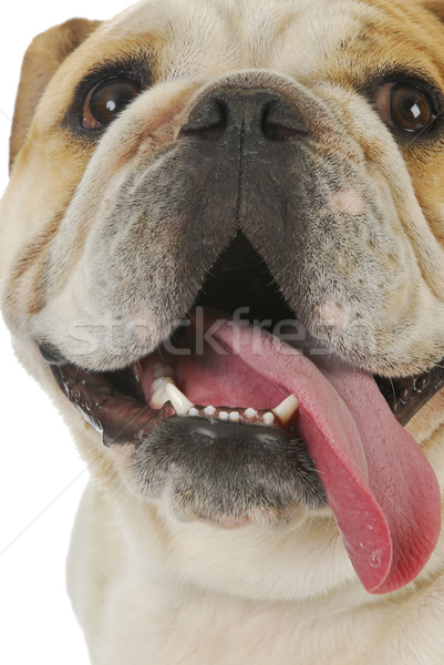 dog panting Stock photo © willeecole
