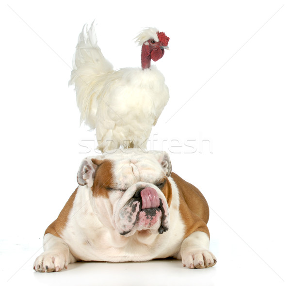Stock photo: cock and bull