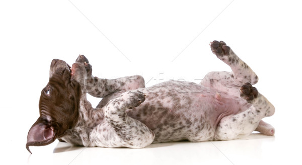 Bobo cachorro de volta isolado branco animal Foto stock © willeecole
