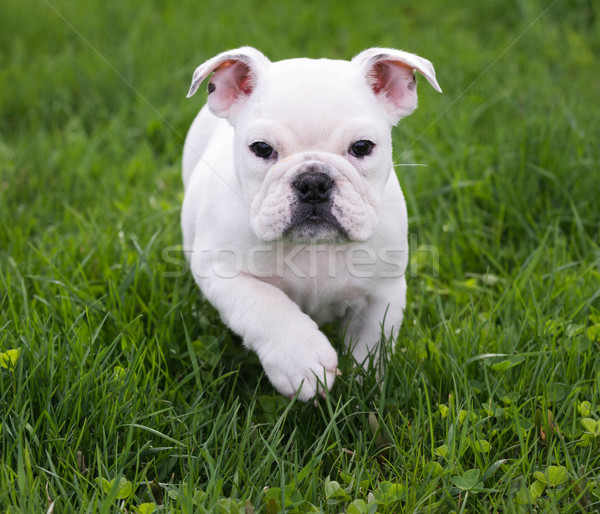 Angielski bulldog uruchomiony trawy psa Zdjęcia stock © willeecole