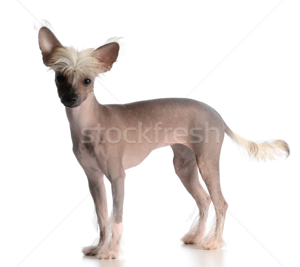 chinese crested puppy Stock photo © willeecole