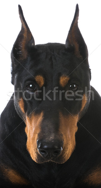 Doberman portre beyaz siyah hayvan profil Stok fotoğraf © willeecole