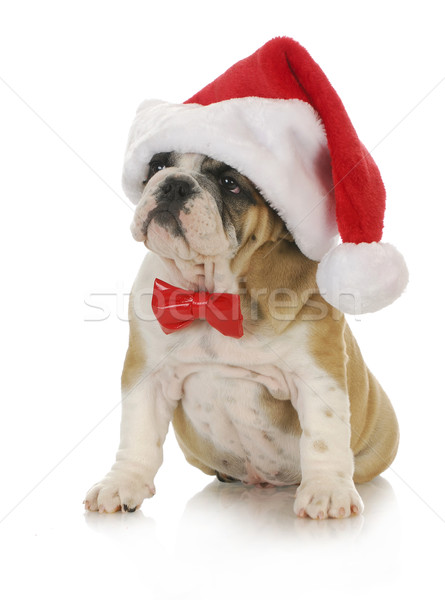 santa puppy Stock photo © willeecole