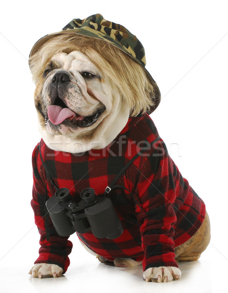 hunting dog Stock photo © willeecole