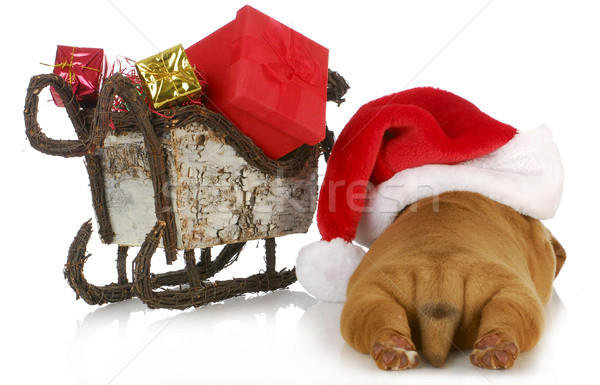 Рождества щенков Hat Сток-фото © willeecole