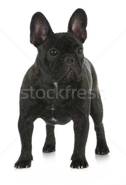 french bulldog Stock photo © willeecole