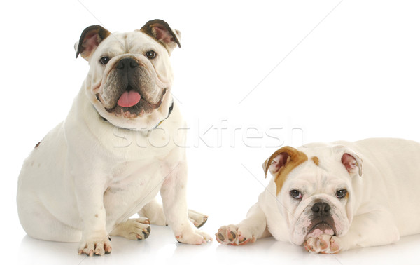 two bulldog puppies Stock photo © willeecole