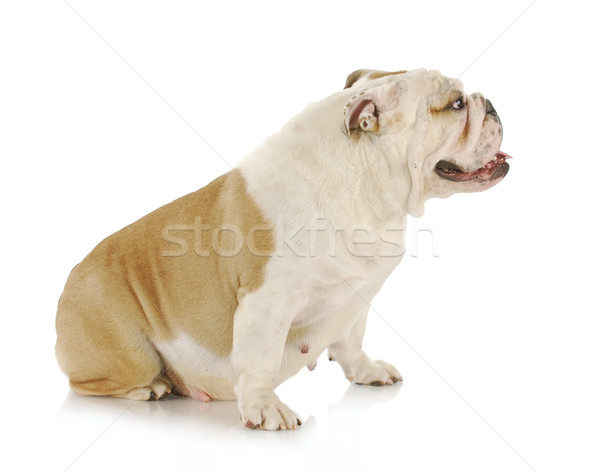 Ciąży psa angielski bulldog posiedzenia biały Zdjęcia stock © willeecole