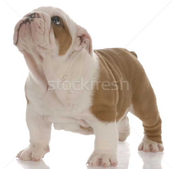 Red And White English Bulldog Puppy Standing Looking Up Seven Red And White English Bulldog Puppy