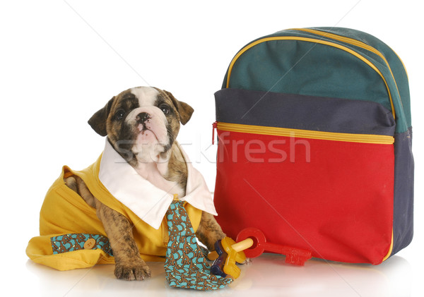 Stockfoto: Puppy · gehoorzaamheid · opleiding · school · Engels · bulldog