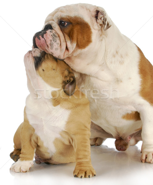 Père en fils chiens deux anglais séance blanche [[stock_photo]] © willeecole