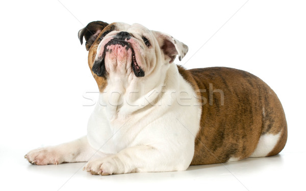dog laying down looking up Stock photo © willeecole