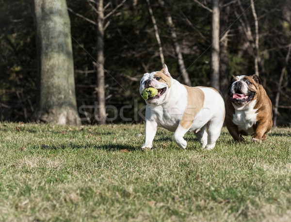 Kettő kutyák játszik zsákmány angol teniszlabda Stock fotó © willeecole