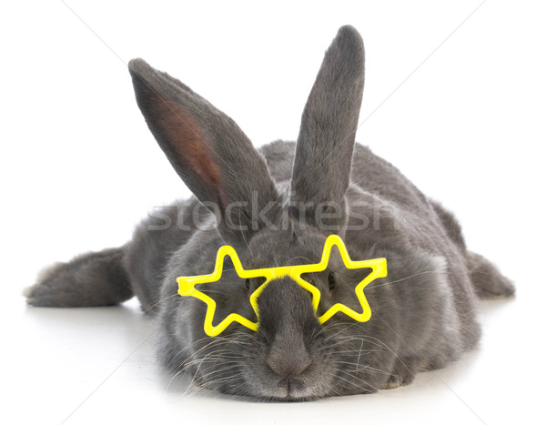 famous bunny Stock photo © willeecole