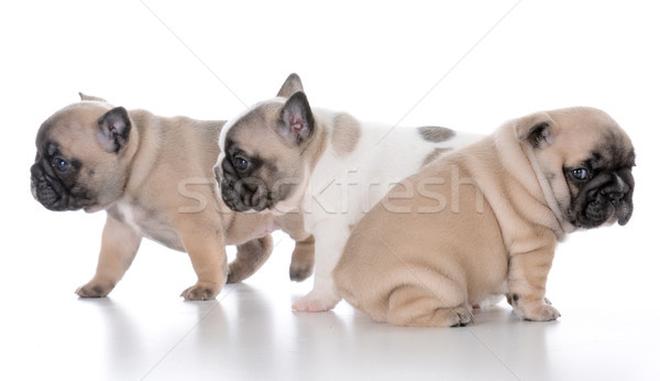 litter of french bulldog puppies Stock photo © willeecole