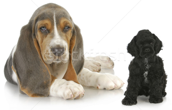 Foto stock: Dos · cachorros · sabueso · americano · cachorro · ambos