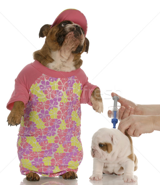concerned mother - english bulldog mother with concerned expression while puppy is at veterinarian Stock photo © willeecole