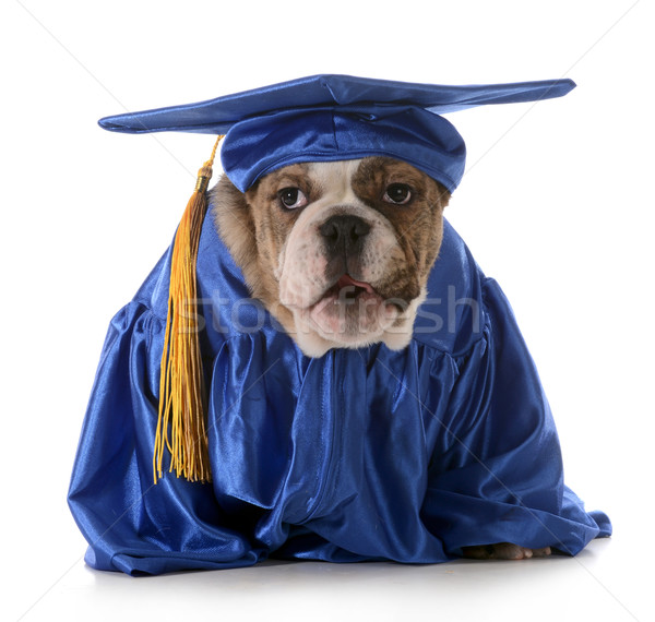 Kutyakölyök engedelmesség angol bulldog visel érettségi Stock fotó © willeecole