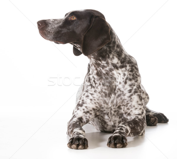 german shorthaired pointer female Stock photo © willeecole
