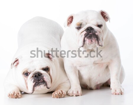 english bulldog  Stock photo © willeecole